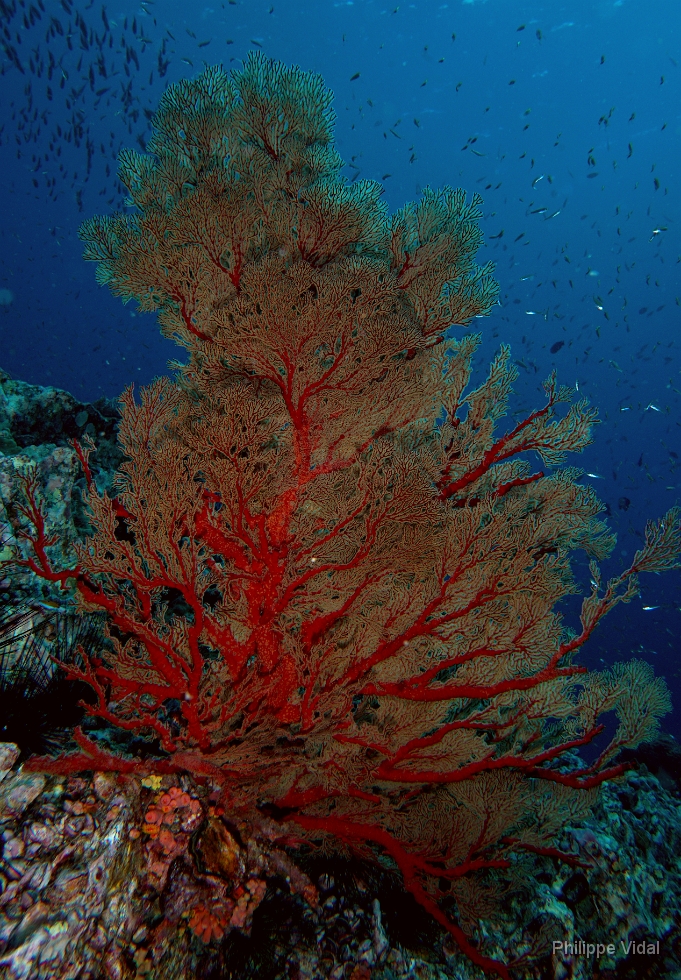 Birmanie - Mergui - 2018 - DSC03182 - Coral - Corail.jpg